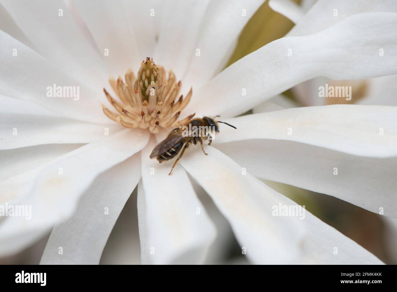 Solitary Bee (Andrena sp.) ruht auf einer Magnolienblüte Stockfoto
