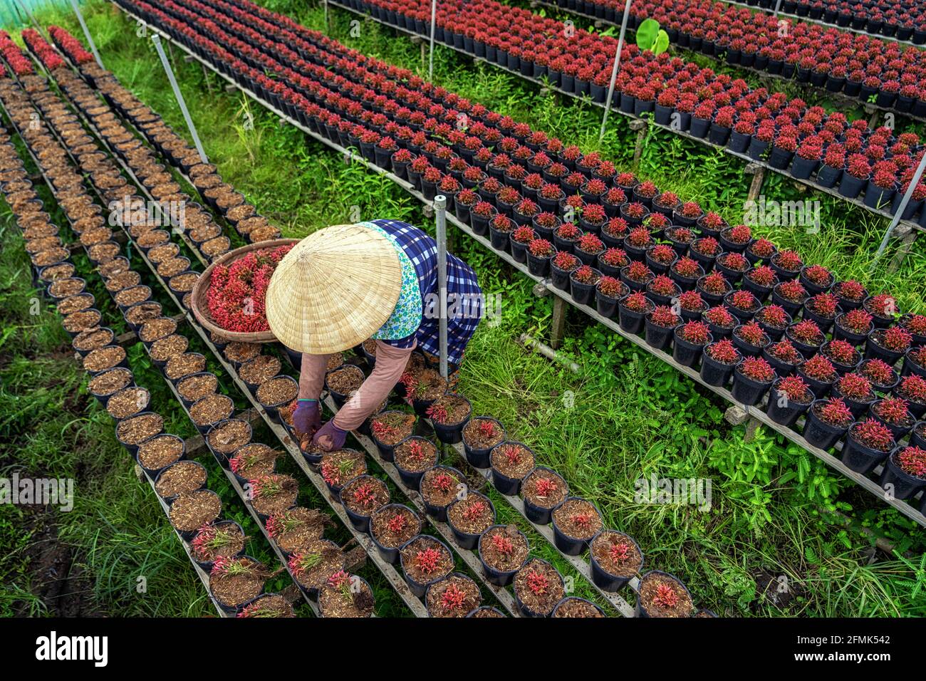 Draufsicht auf vietnamesischen Landwirt arbeiten mit roten Blumen Garten in sadec, dong thap Provinz, vietnam, traditionelle und Kultur-Konzept Stockfoto