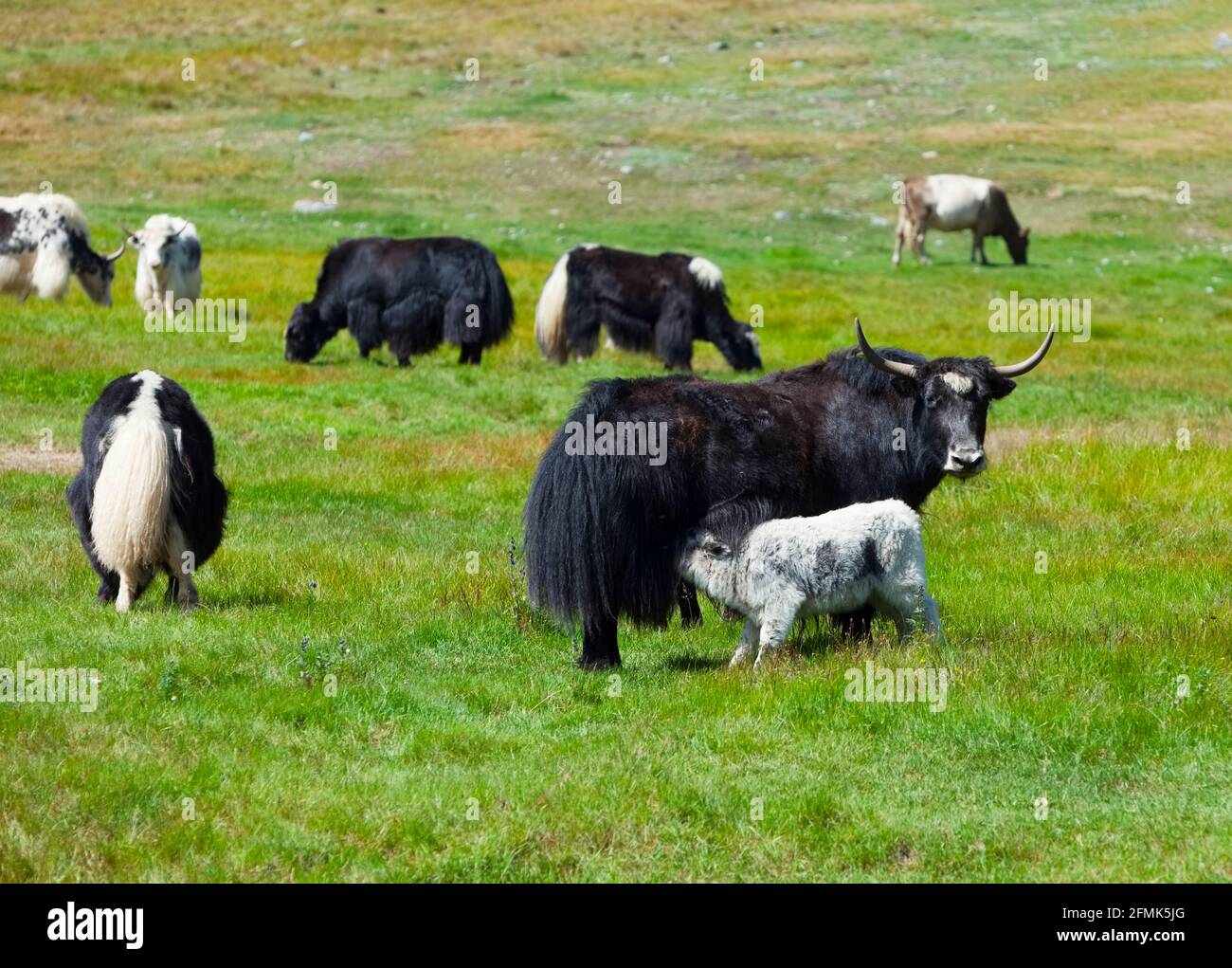 Yaks werden in den Bergen grast. Russland. Sibirien. Stockfoto