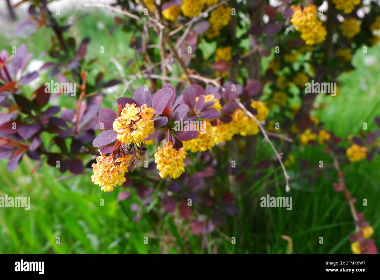 Berberis thunbergii - Japanische Berberbeere - mit kleinen gelben Blüten und Honigbiene darauf Stockfoto