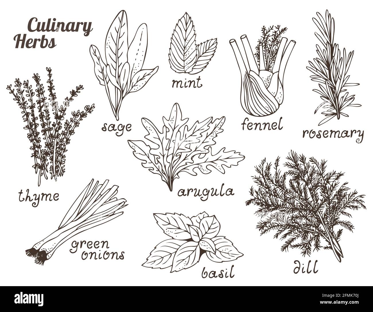 Kulinarische Kräuter auf weißem Hintergrund, handgezeichneter Satz von Kräutern und Gewürzen Stock Vektor