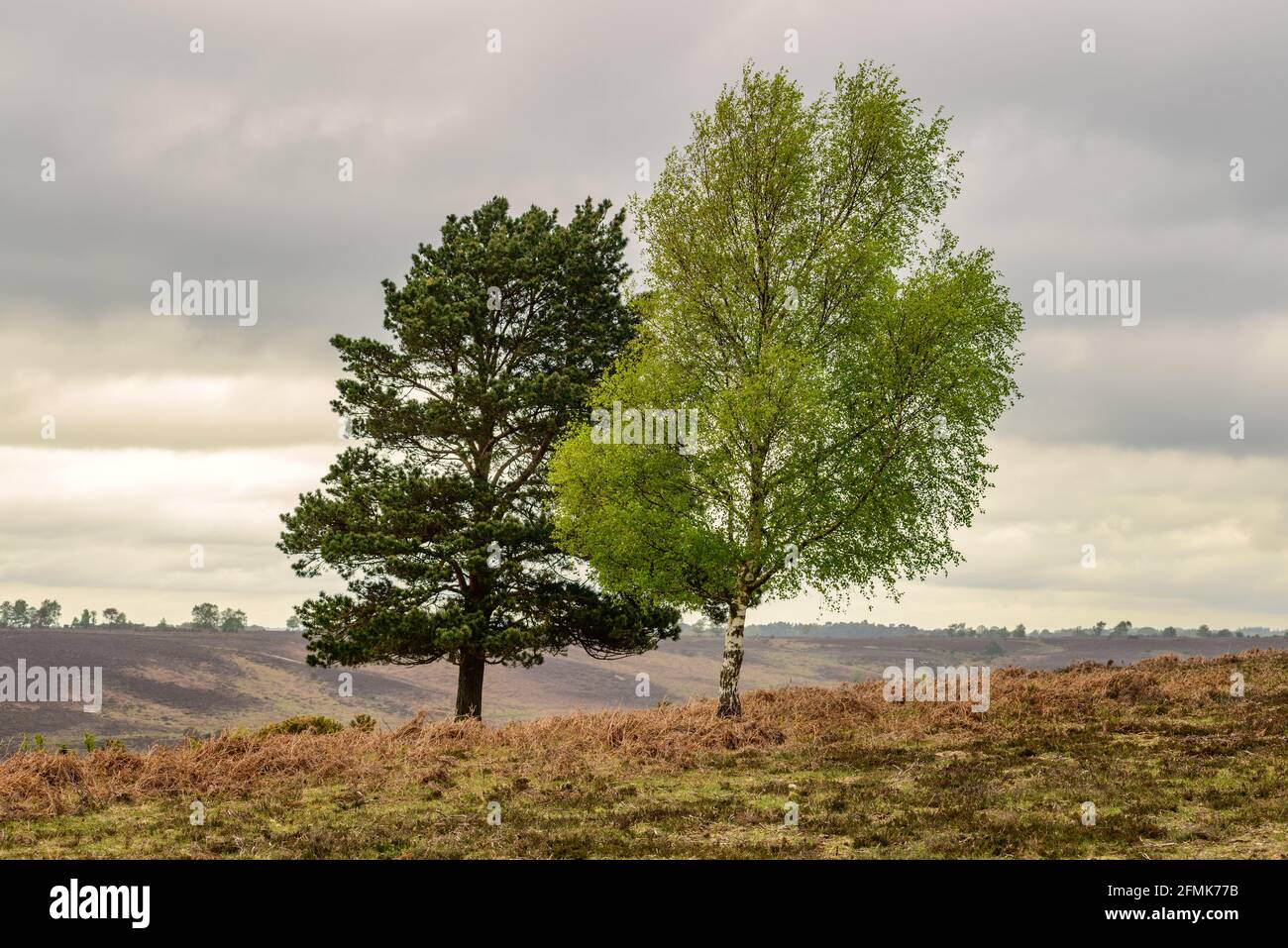 Zwei kontrastierende Bäume, dunkelgrün und hellgrün, Nadelholz und Silberbirke, immergrün und Laub in einer New Forest-Landschaft, Hampshire, Großbritannien Stockfoto