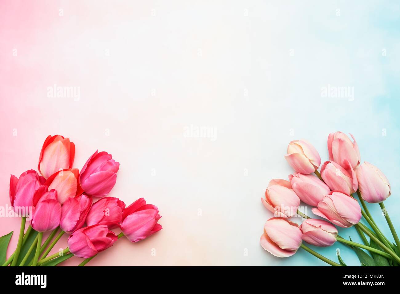 Zwei Blumensträuße aus rosa Tulpen auf einem rosa pastellfarbenen Hintergrund, selektiver Fokus. Muttertag, Geburtstagsfeier Konzept. Flach liegend, Platz für Text kopieren Stockfoto