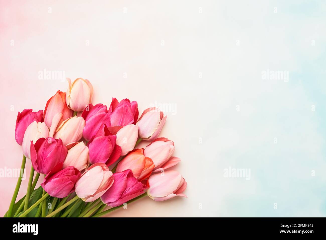 Farbenfrohe rosa Tulpenblumen auf einem rosa pastellfarbenen Hintergrund, selektiver Fokus. Muttertag, Geburtstagsfeier Konzept. Flach liegend, Platz für Text kopieren Stockfoto