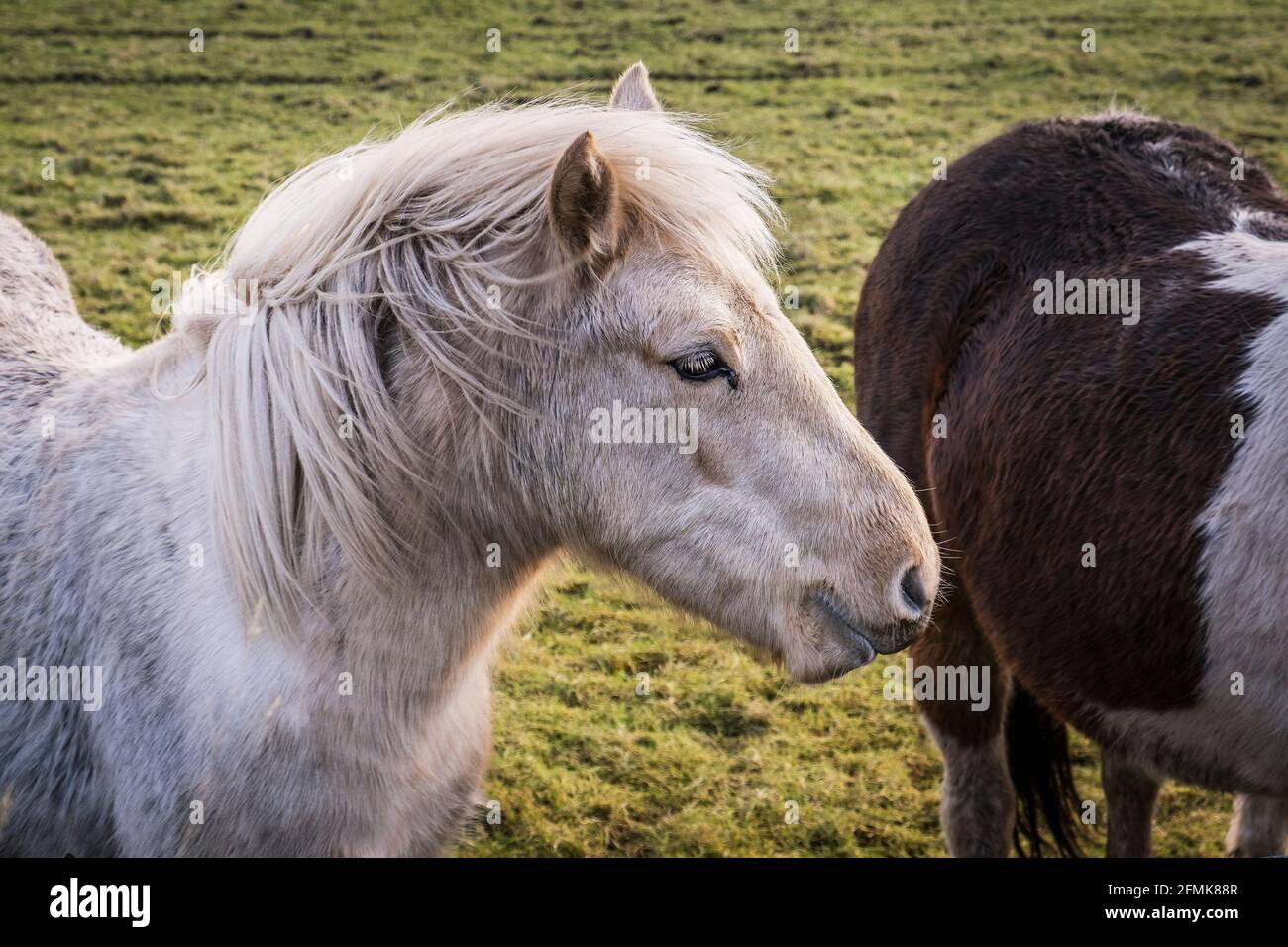 Ikonische ungezähmte Bodmin Ponys auf Bodmin Moor in Cornwall. Stockfoto