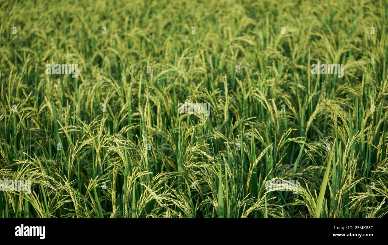 Morgens Reis und Tau auf den Feldern Stockfoto