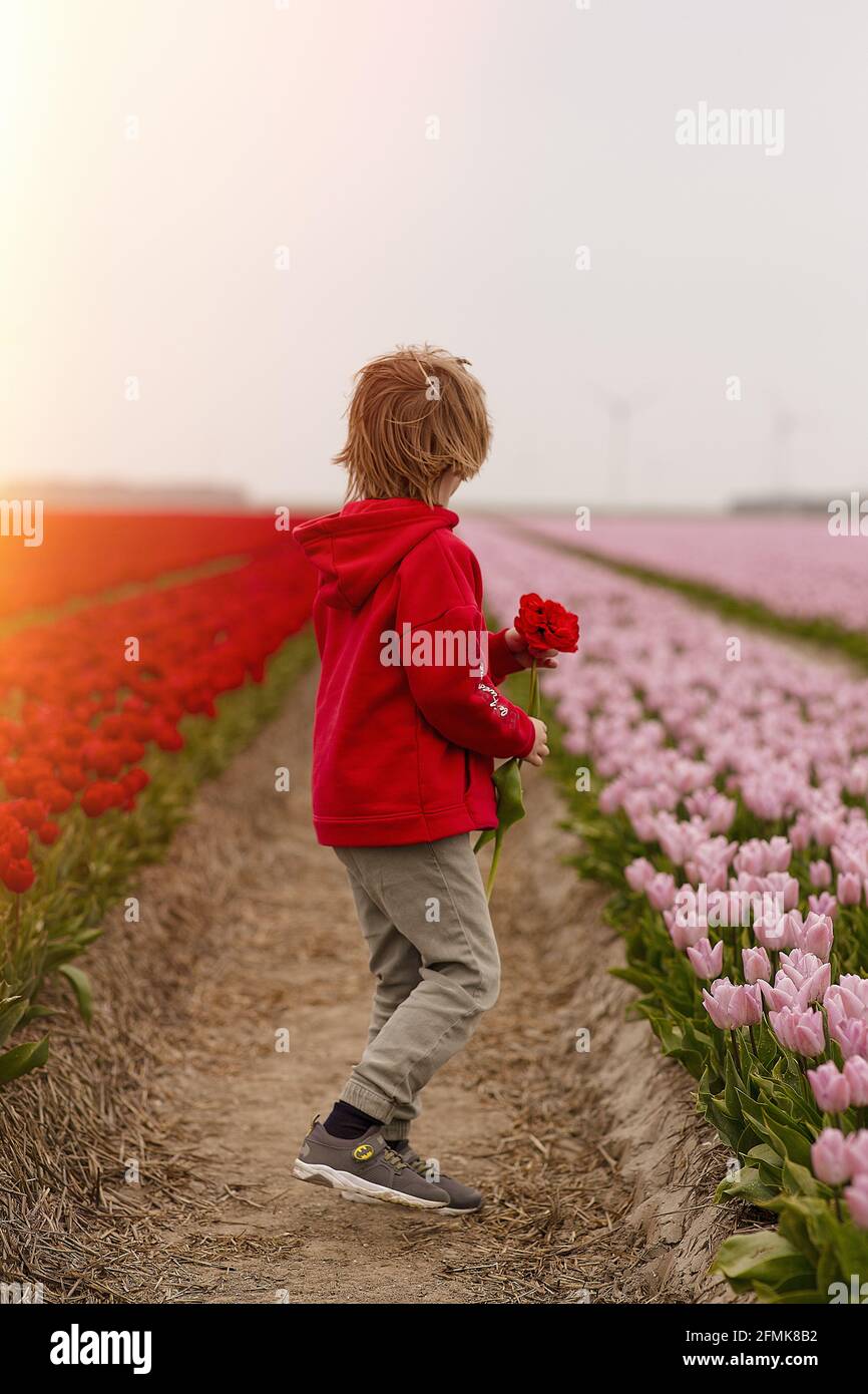 Vertikale Aufnahme eines blonden Jungen, der eine Blume in sich hält Die Mitte des Tulpenfeldes Stockfoto