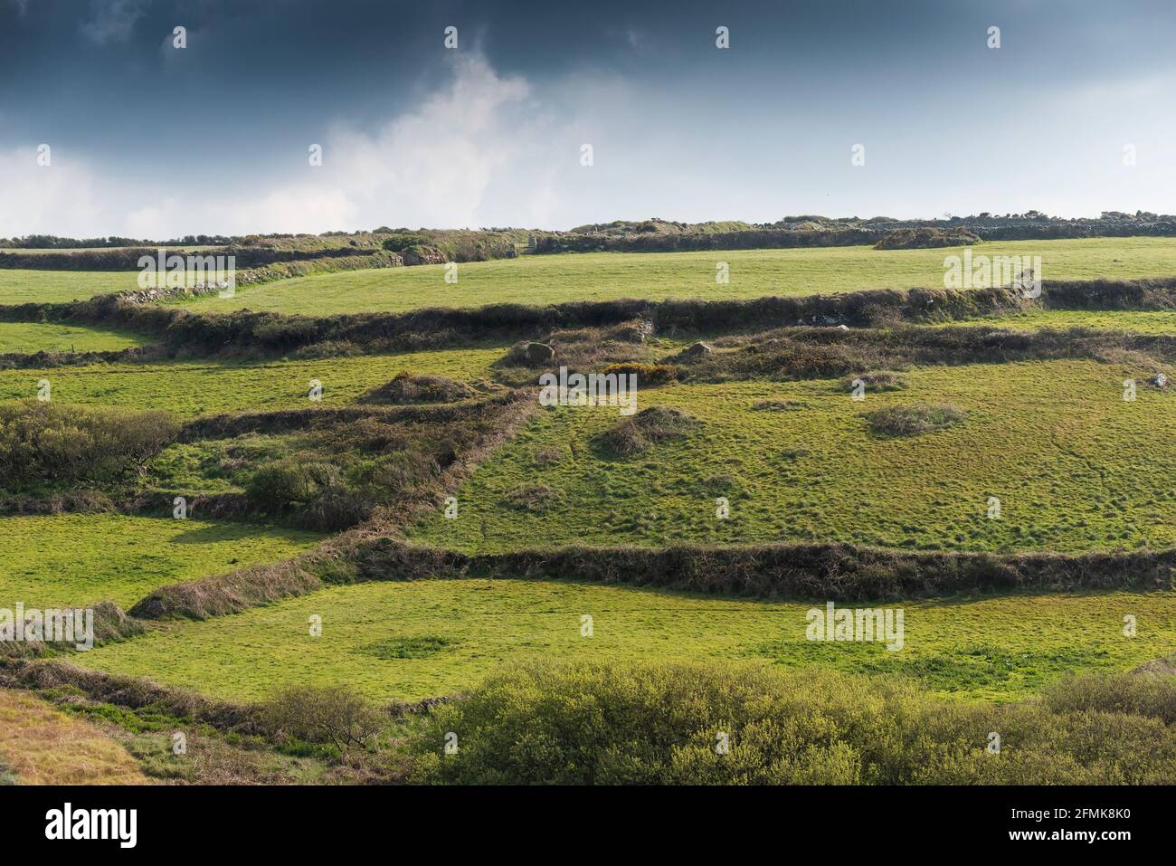 Traditionelle kornische Hecken auf Feldern in West Penwith in Cornwall. Stockfoto