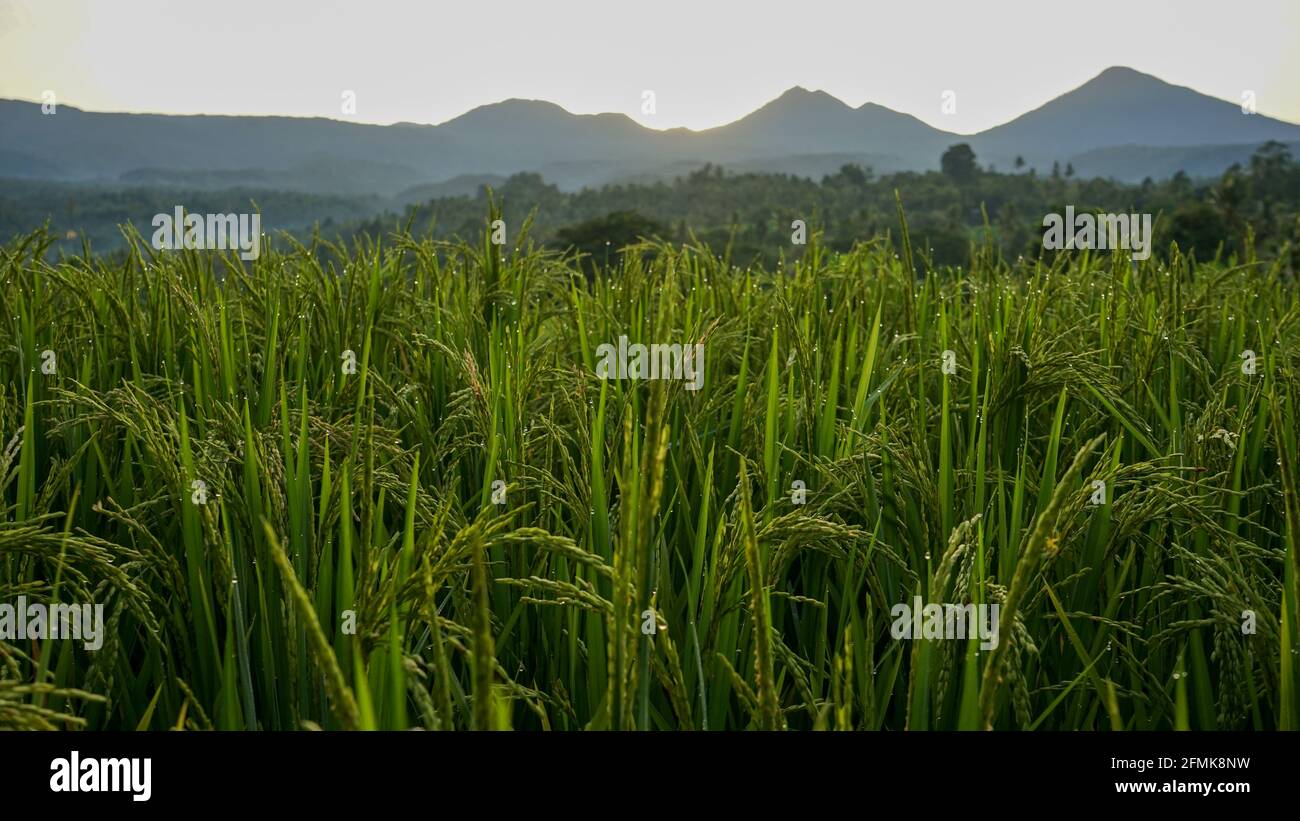 Morgens Reis und Tau auf den Feldern Stockfoto