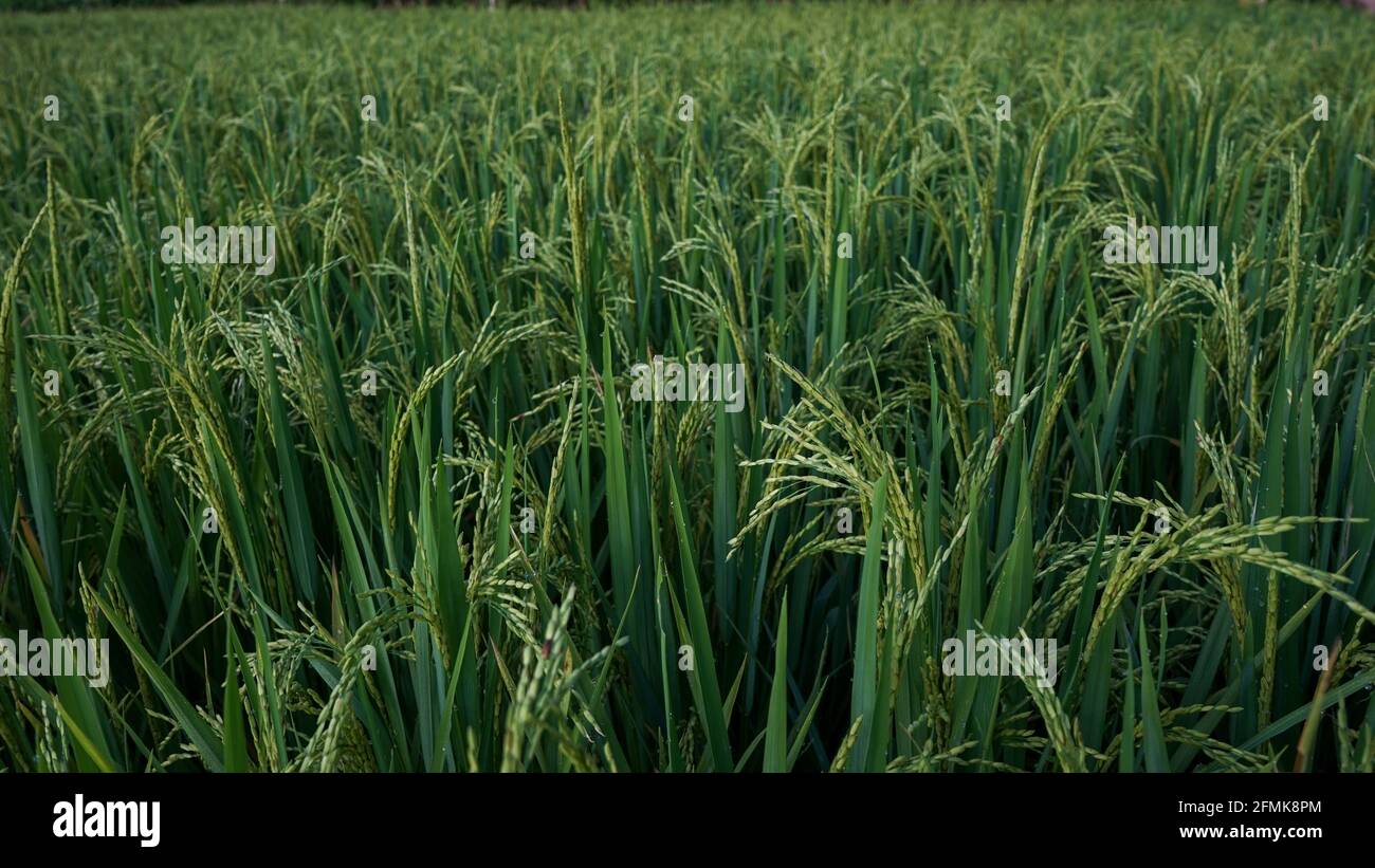 Morgens Reis und Tau auf den Feldern Stockfoto