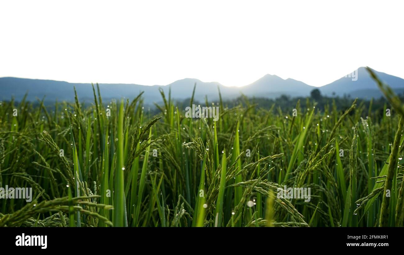 Morgens Reis und Tau auf den Feldern Stockfoto