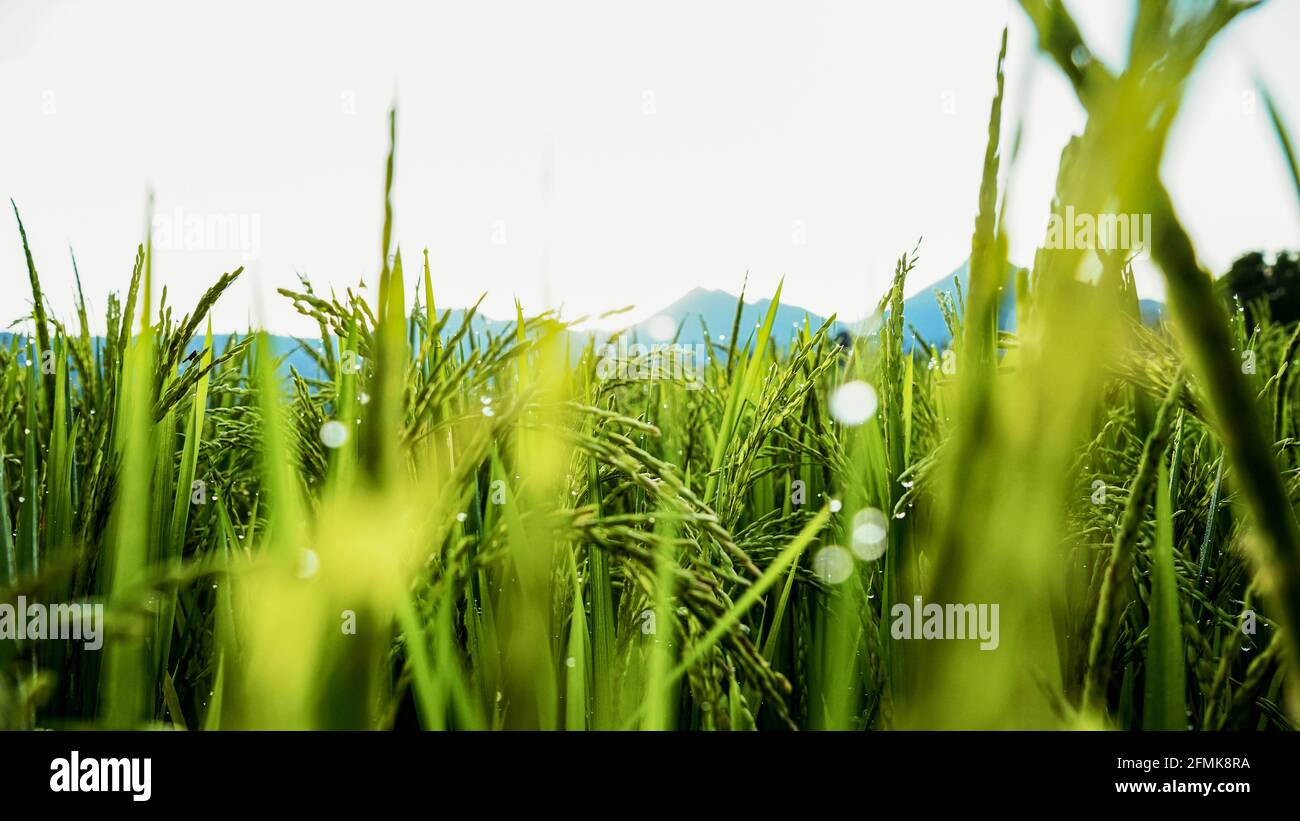 Morgens Reis und Tau auf den Feldern Stockfoto
