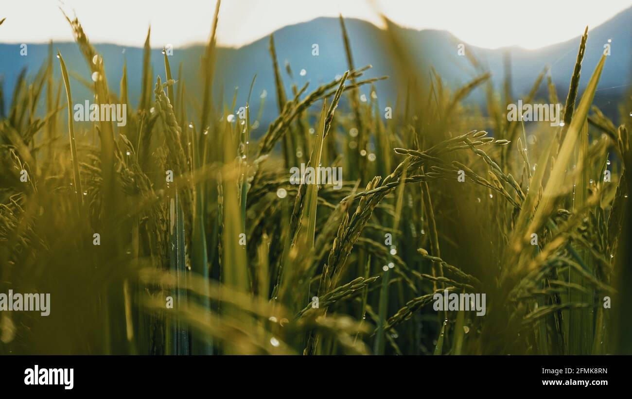 Morgens Reis und Tau auf den Feldern Stockfoto