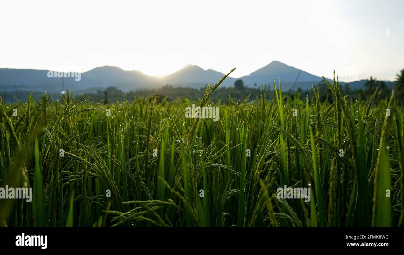 Morgens Reis und Tau auf den Feldern Stockfoto