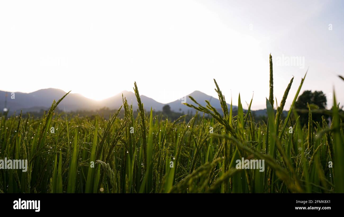 Morgens Reis und Tau auf den Feldern Stockfoto