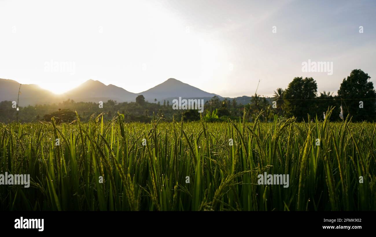 Morgens Reis und Tau auf den Feldern Stockfoto