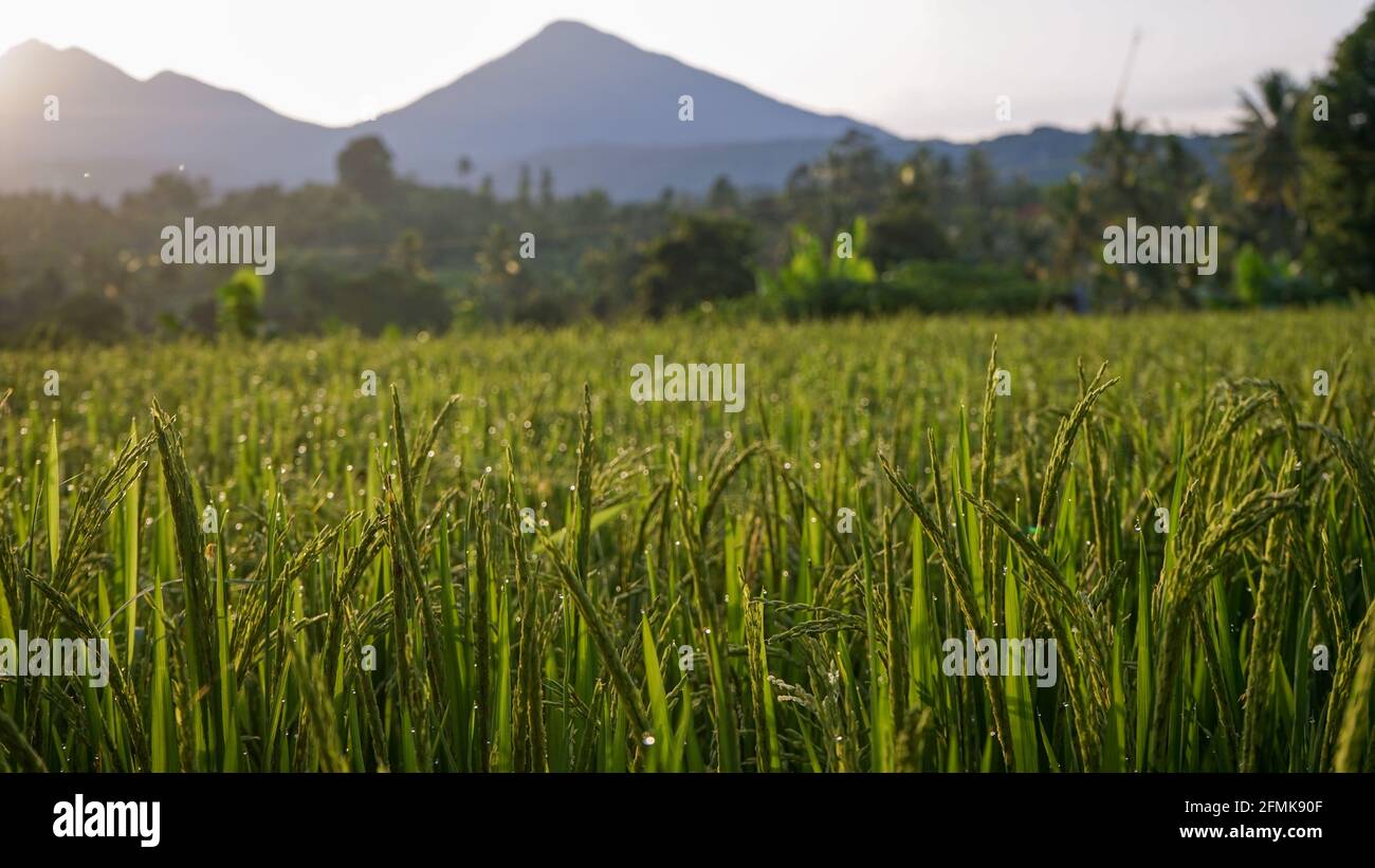 Morgens Reis und Tau auf den Feldern Stockfoto