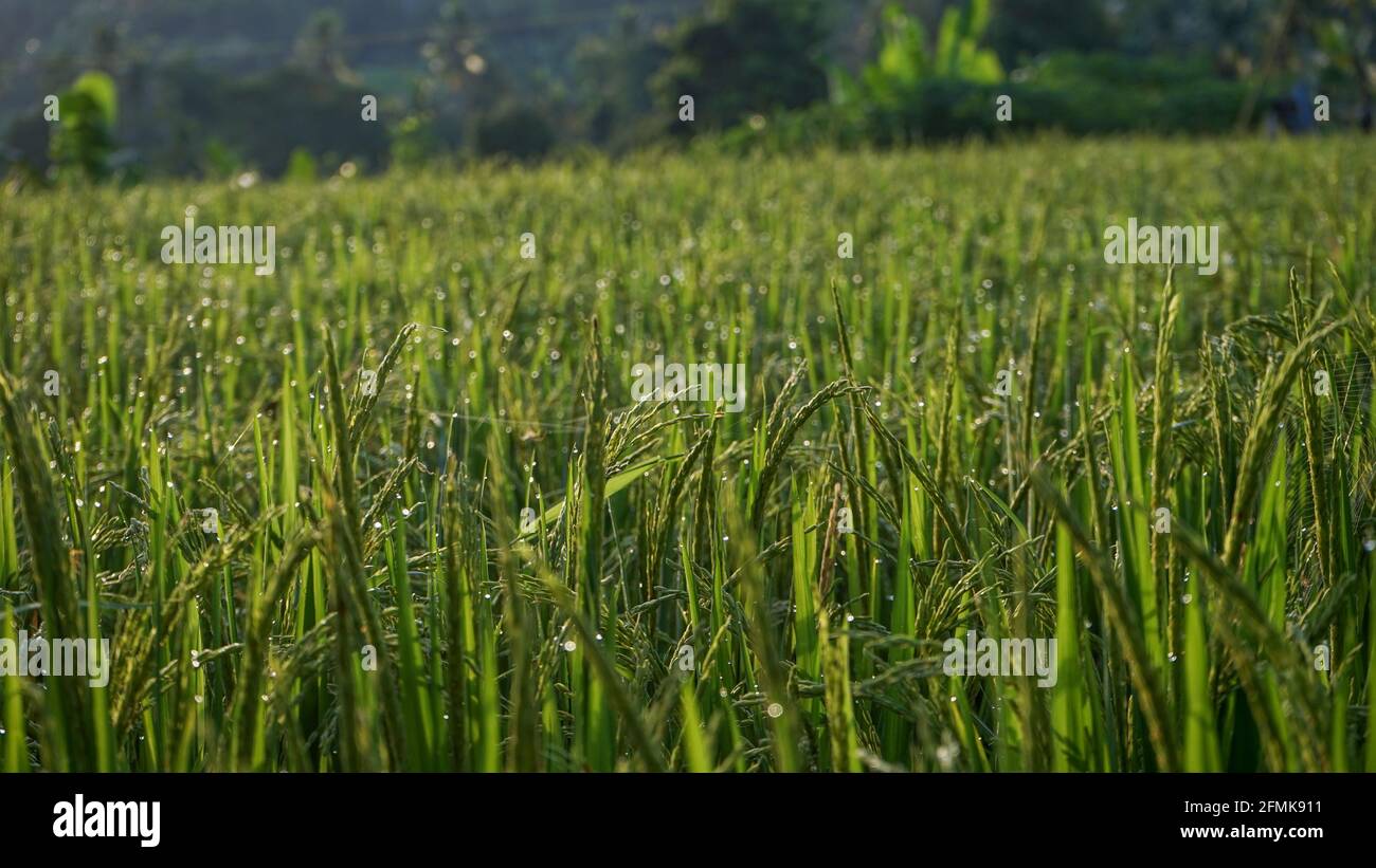 Morgens Reis und Tau auf den Feldern Stockfoto