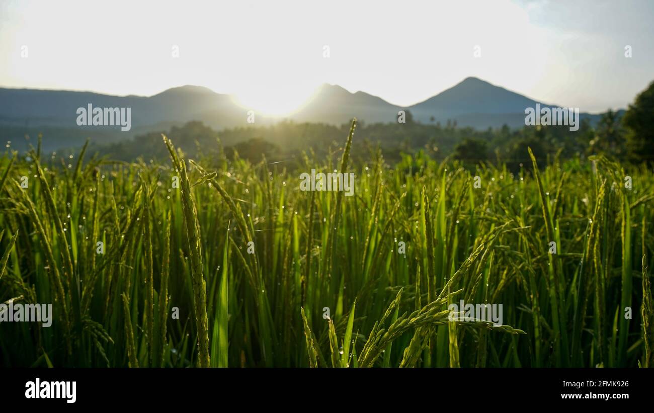 Morgens Reis und Tau auf den Feldern Stockfoto