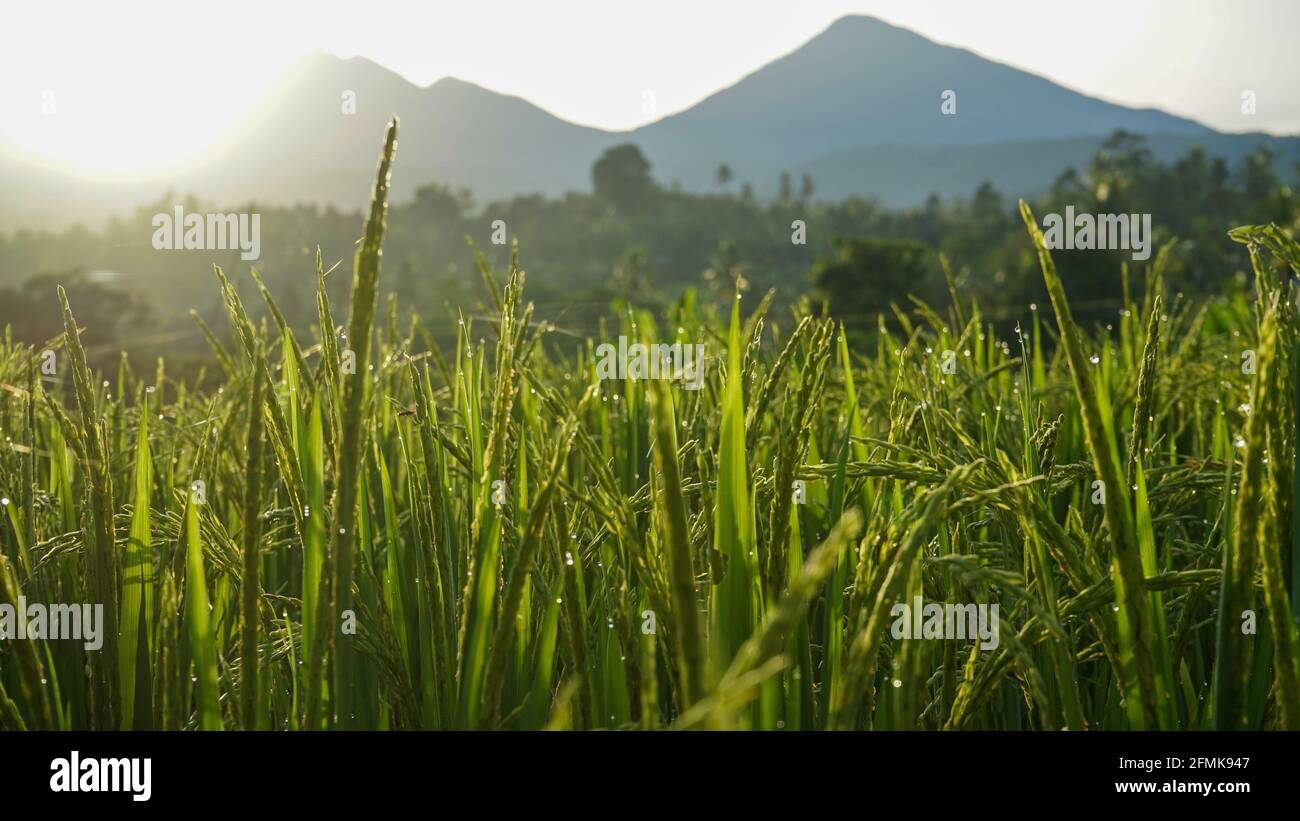 Morgens Reis und Tau auf den Feldern Stockfoto