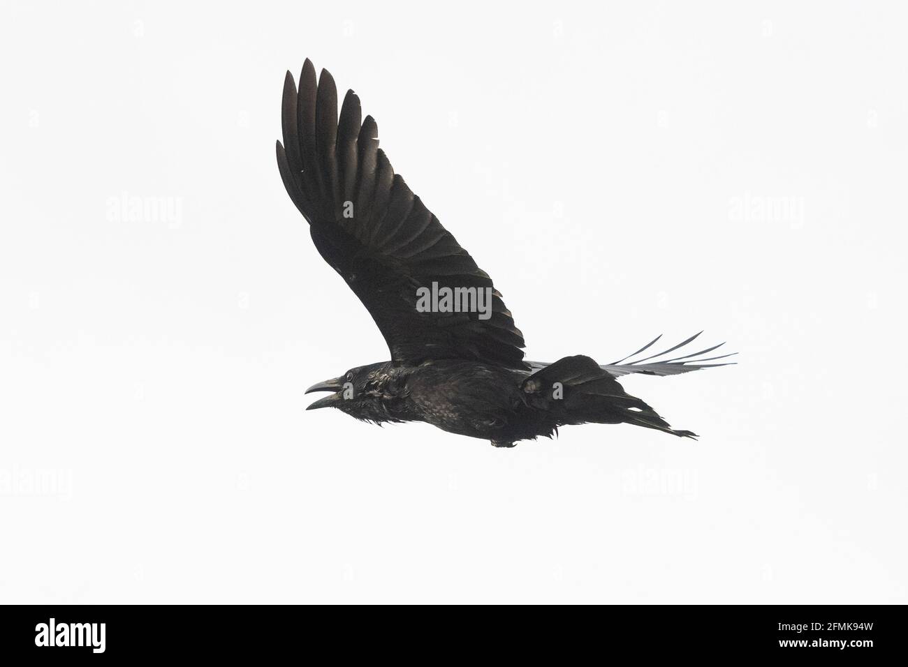 Aaskrähe (corvus corone) im Flugtauen - Großbritannien Stockfoto