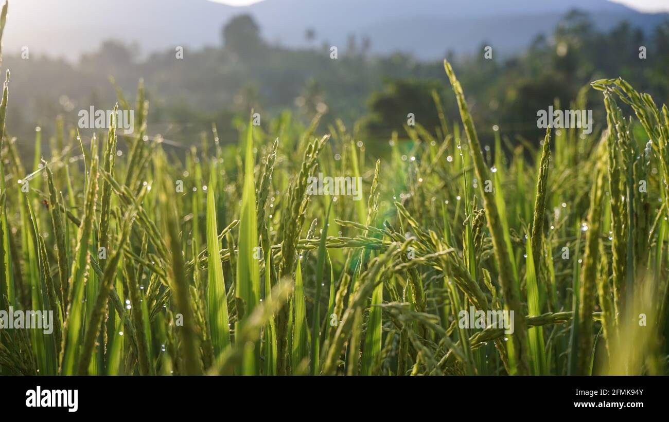 Morgens Reis und Tau auf den Feldern Stockfoto