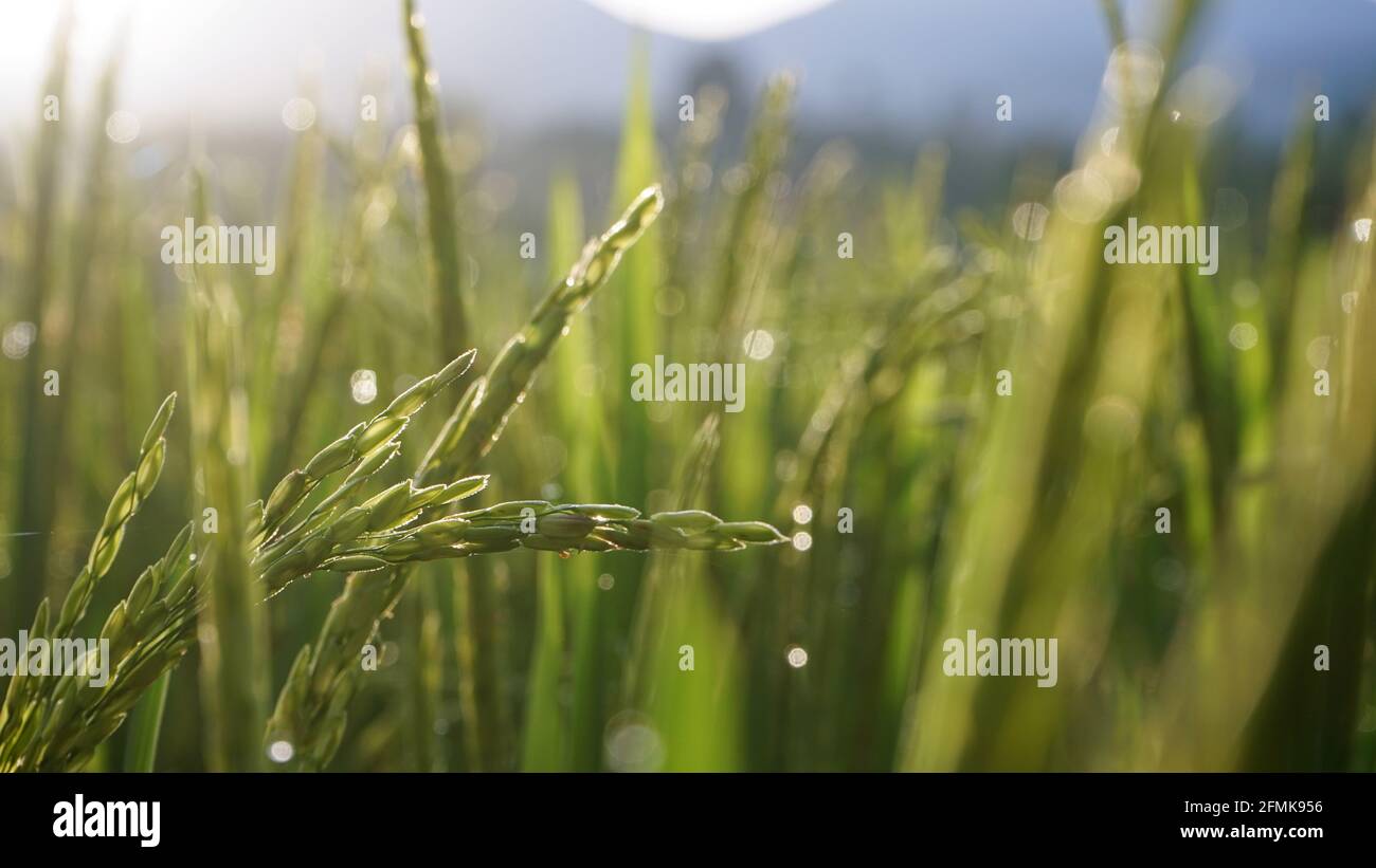 Morgens Reis und Tau auf den Feldern Stockfoto