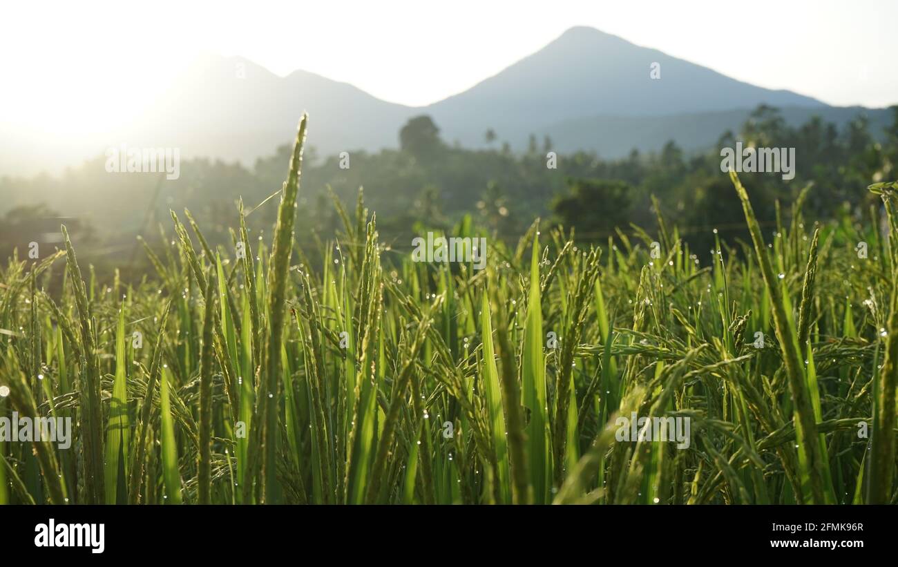Morgens Reis und Tau auf den Feldern Stockfoto