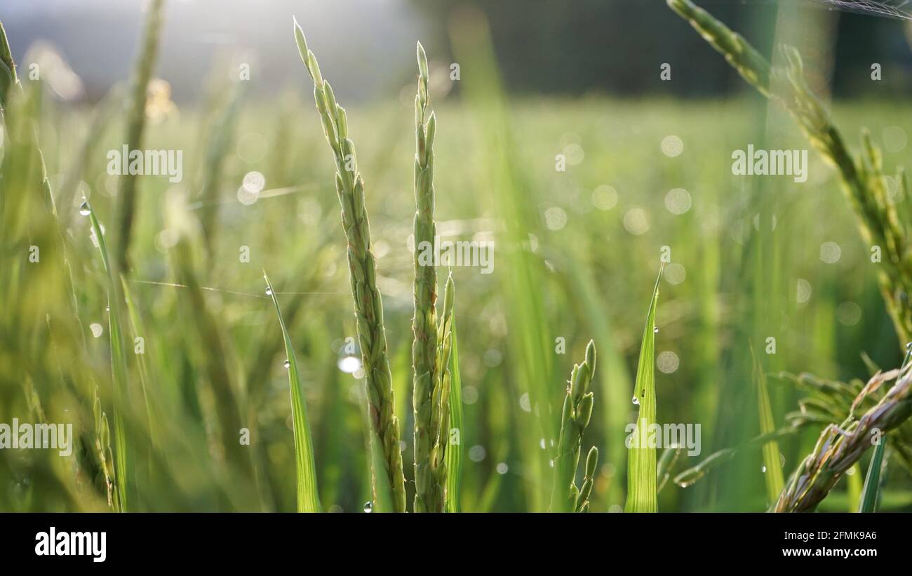 Morgens Reis und Tau auf den Feldern Stockfoto