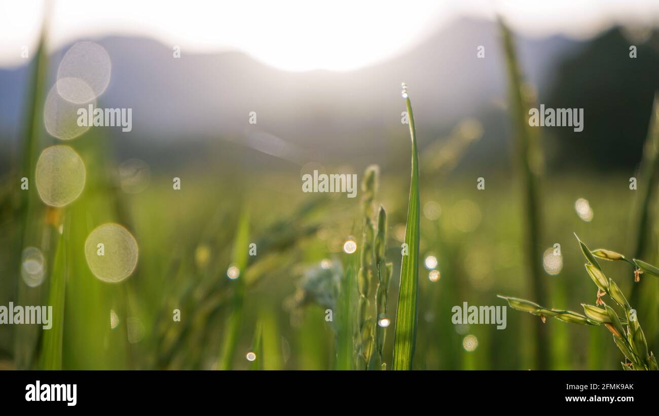 Morgens Reis und Tau auf den Feldern Stockfoto