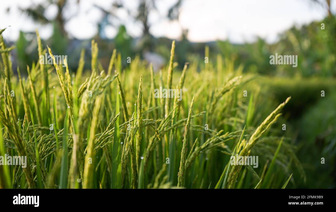 Morgens Reis und Tau auf den Feldern Stockfoto