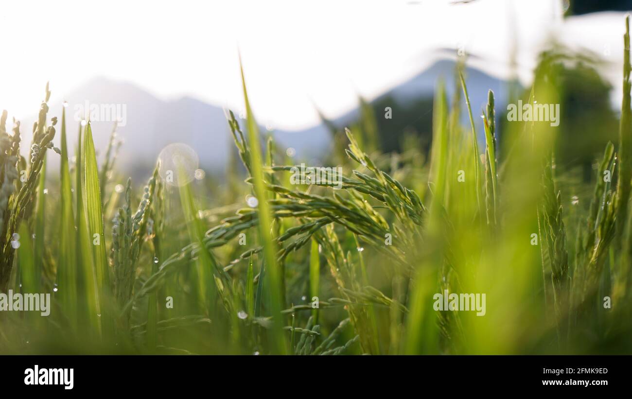 Morgens Reis und Tau auf den Feldern Stockfoto