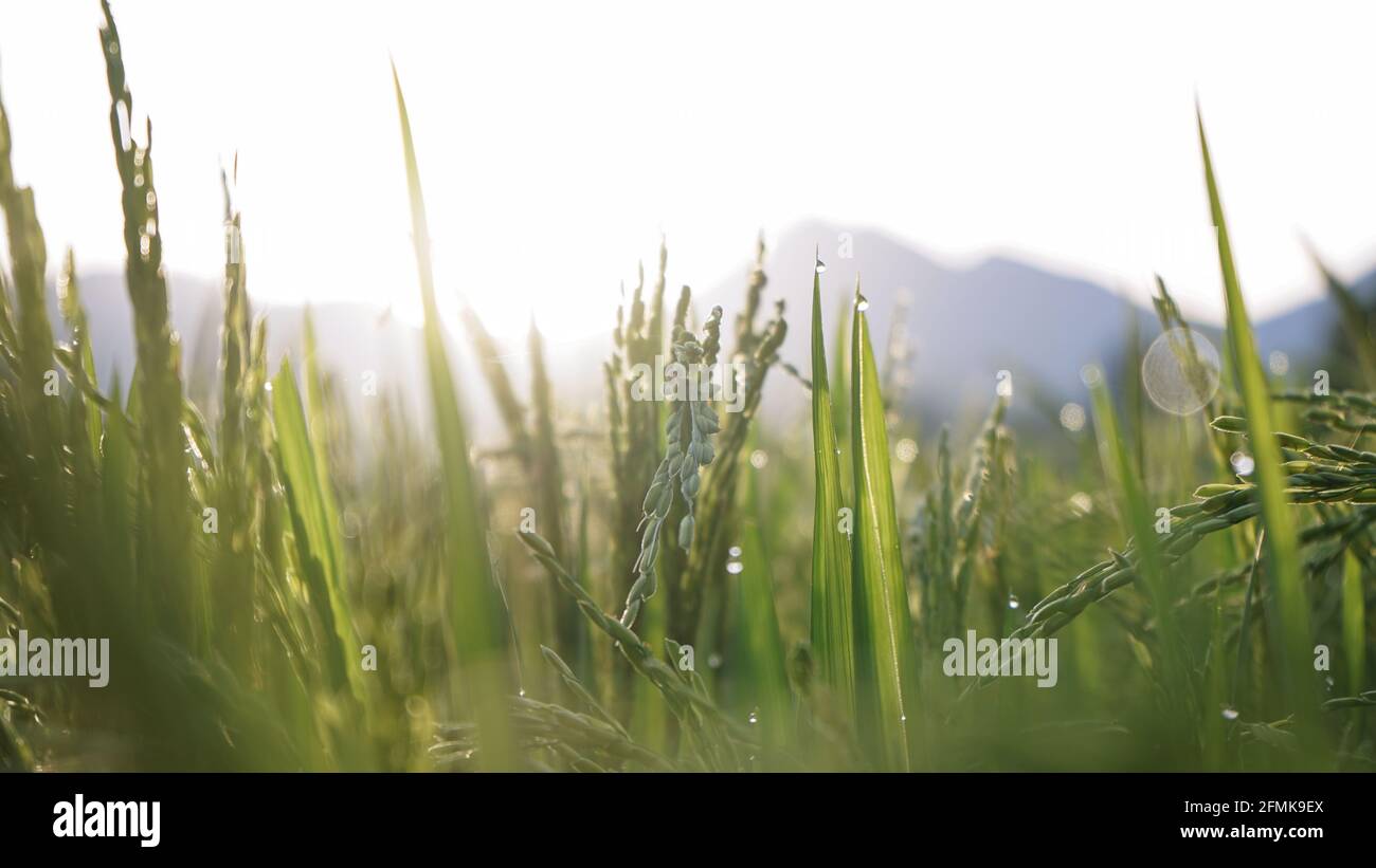 Morgens Reis und Tau auf den Feldern Stockfoto