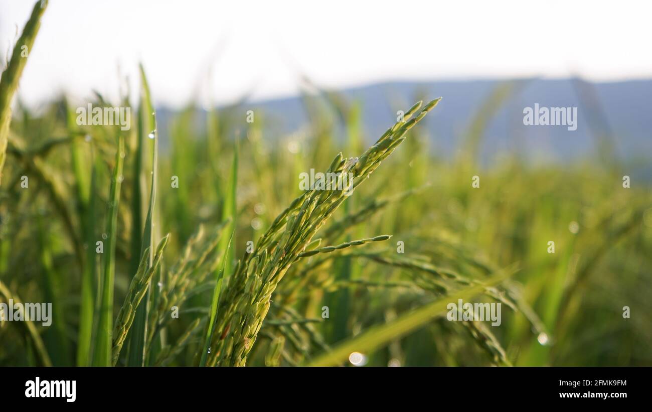 Morgens Reis und Tau auf den Feldern Stockfoto