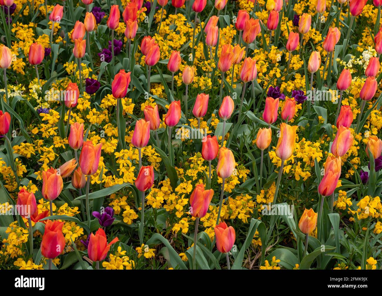 Teppich aus bunten Tulpen mit kleinen gelben Blüten Untere Ebene Stockfoto