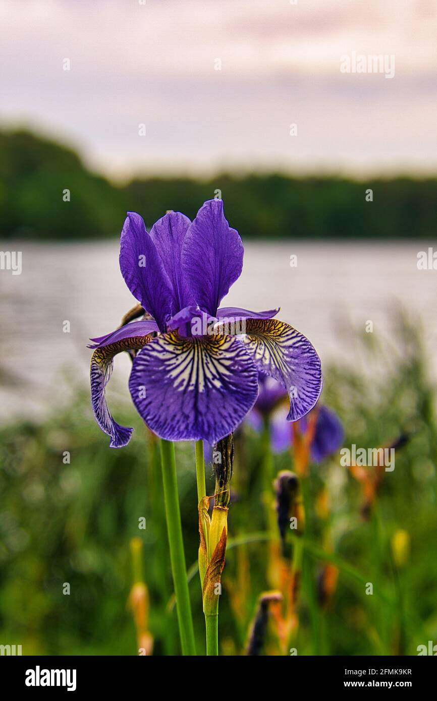 Orchideen sind die Königin der Blumen. Ein Blickfang in jeder Farbe und Form Stockfoto