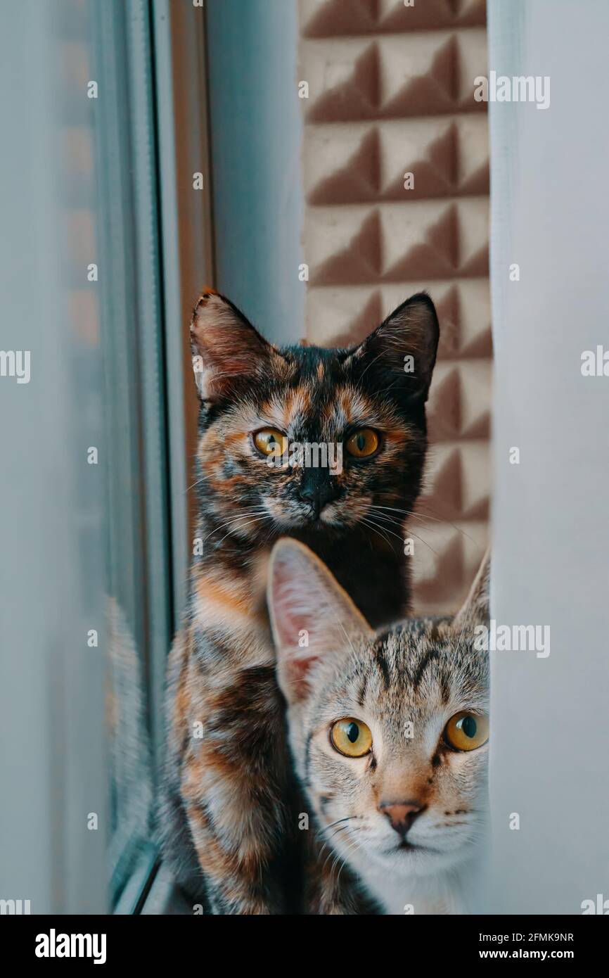 Haustiere am Fenster. Zwei Hauskatzen schauen in die Kamera. Pussycat sitzt auf der Fensterbank. Tabby Kätzchen gucken hinter dem Vorhang hervor. Stockfoto