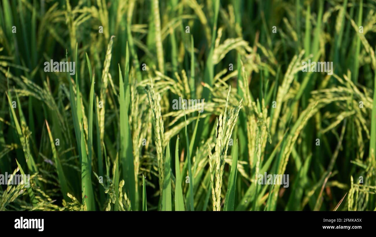Morgens Reis und Tau auf den Feldern Stockfoto