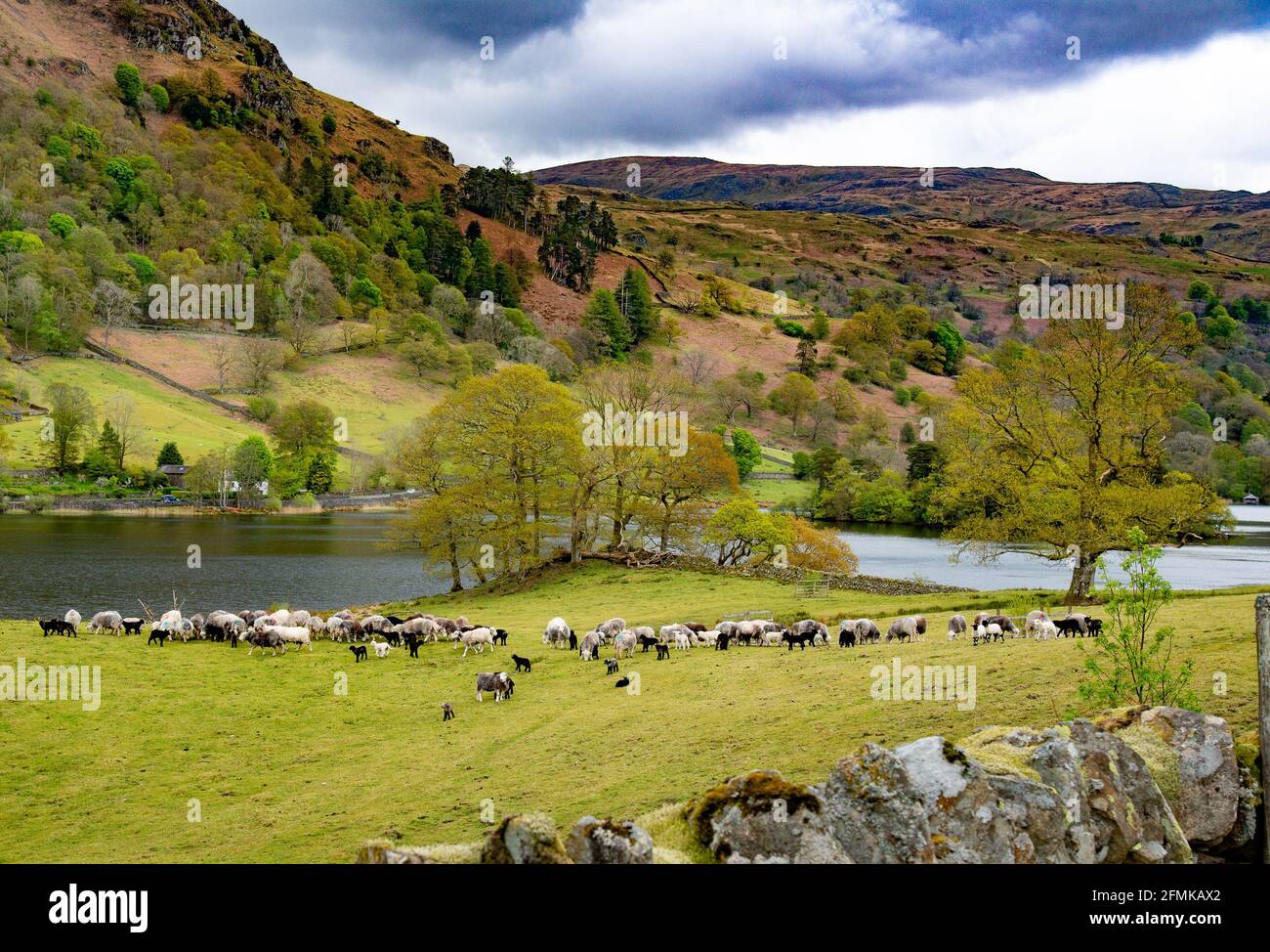 Rydal Water, Cumbria, Großbritannien. Mai 2021. Herdwick-Schafe bei Rydal Water, einem der kleinsten Seen im Lake District mit einer Länge von 3/4 Meilen, an einem Tag in Cumbria, Großbritannien. Quelle: John Eveson/Alamy Live News Stockfoto