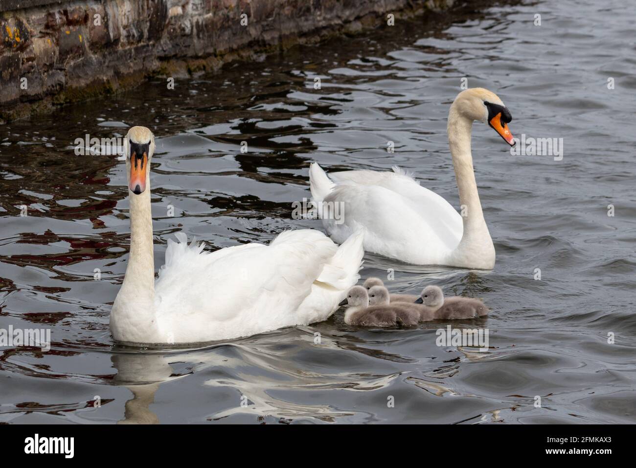 Schwäne und Cygnets für Erwachsene, stumm Stockfoto