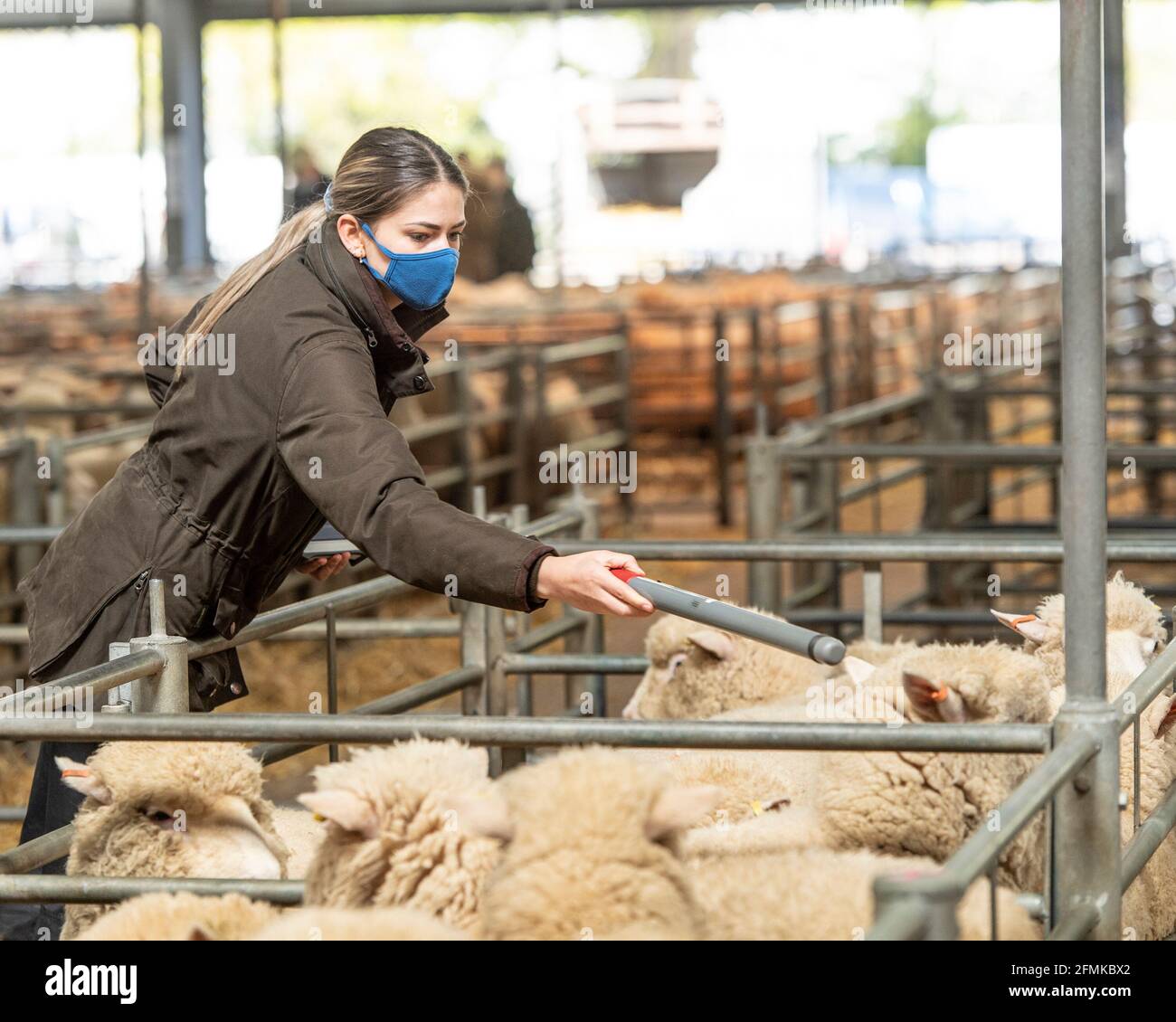Market Assistant scannt Ohrmarken von Schafen Stockfoto