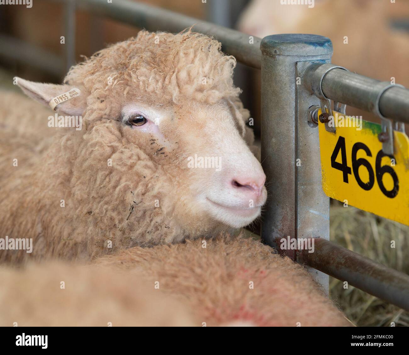 Umfrage Dorset Mutterschafe als Schafmarkt Stockfoto