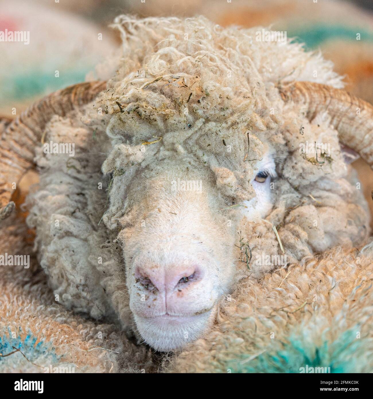 Dorset Horn Mutterschafe Stockfoto