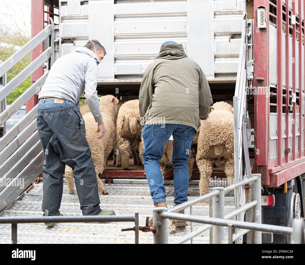 Bauern laden Schafe auf dem Markt in den Anhänger Stockfoto