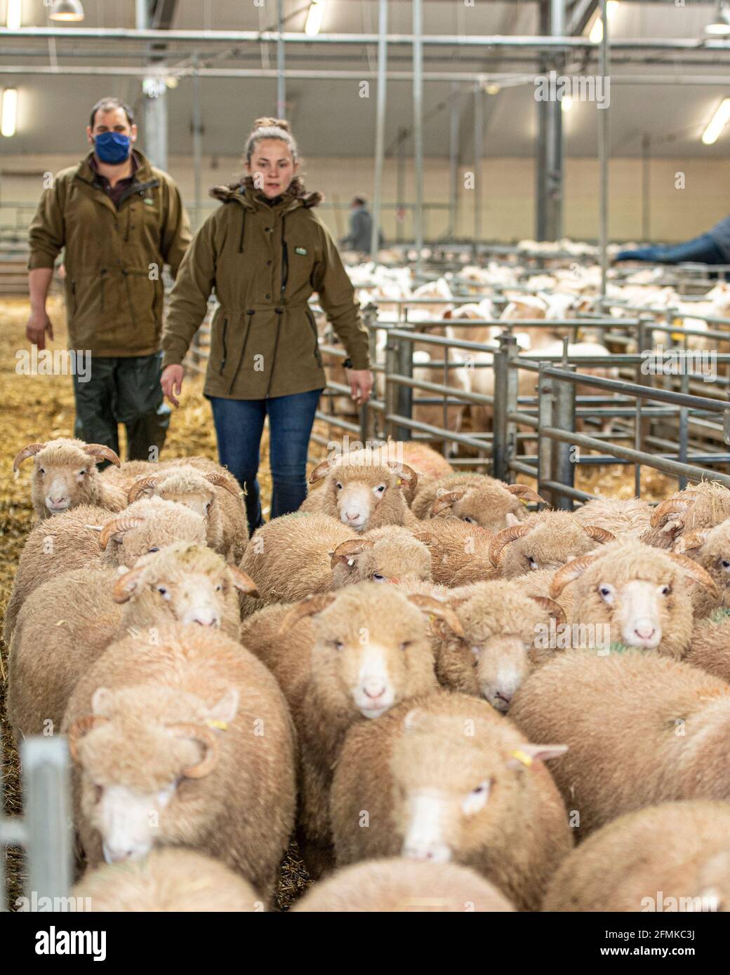 Bauern, die Schafe auf dem Markt treiben Stockfoto