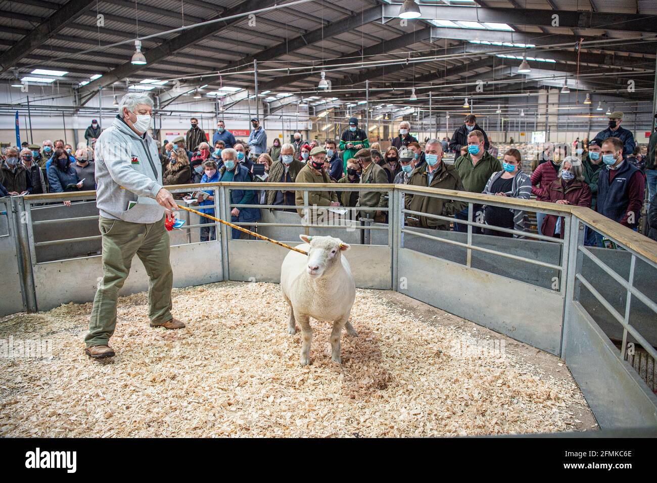 Versteigerung von Schafen auf dem Viehmarkt von Matford, Exeter, Großbritannien Stockfoto