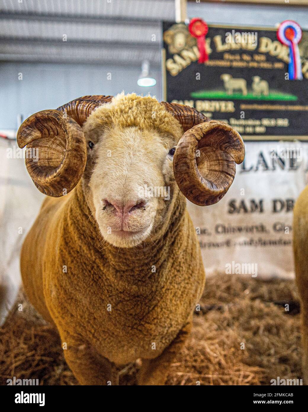 Dorset Horn Ram Champion Stockfoto