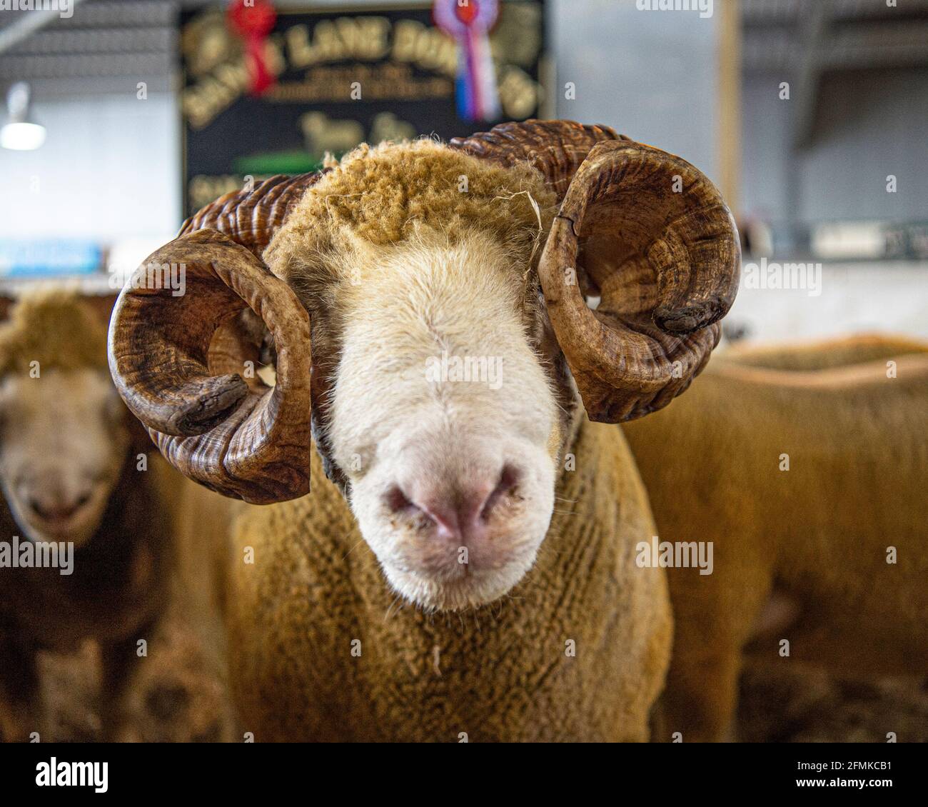Dorset Horn Ram Champion Stockfoto