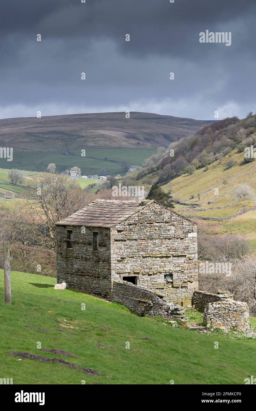 Steinfeldscheune in der Nähe von Thwaite, Swaledale. Traditionell würde es Heu einlagern und Rinder würden in ihnen überwintert werden. Yorkshire-Dales-Nationalpark Stockfoto