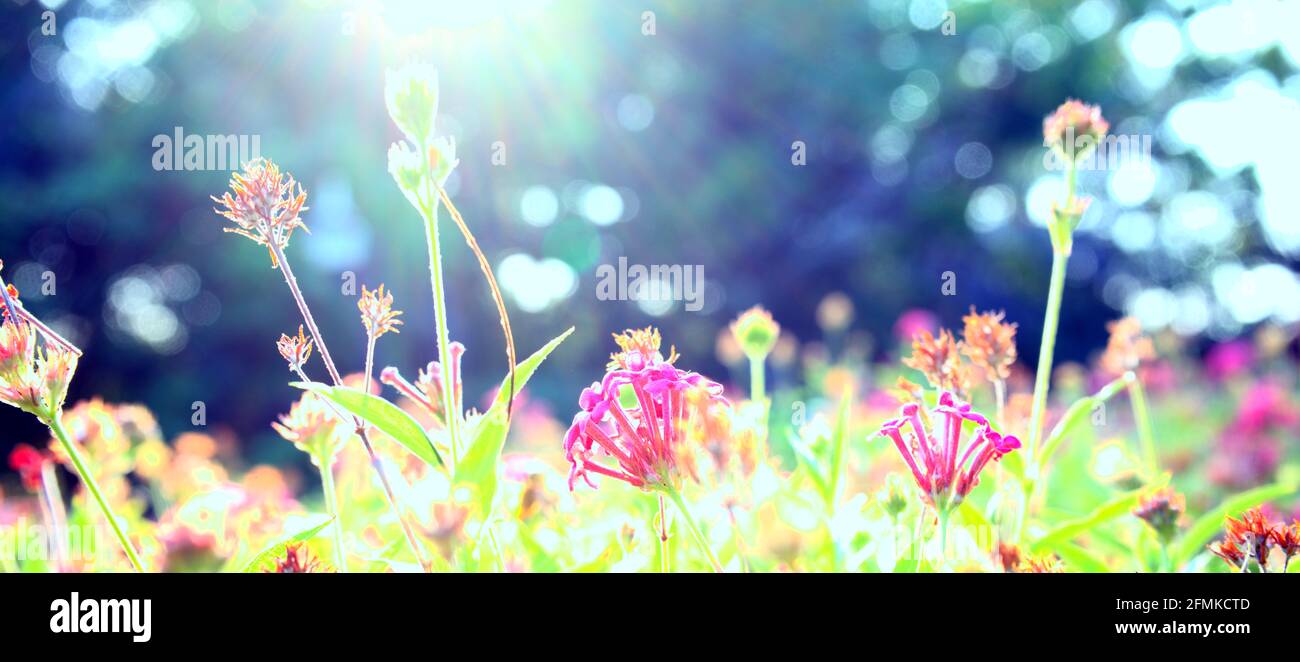 Blume, Pflanze, Blüten Hintergrund. Botanik mit verschwommenen, Bokeh abstrakten. Wechsel der Jahreszeit, Frühling, Sommer, kühle Jahreszeit, Park, Urban, Schönheit in der Natur. Stockfoto